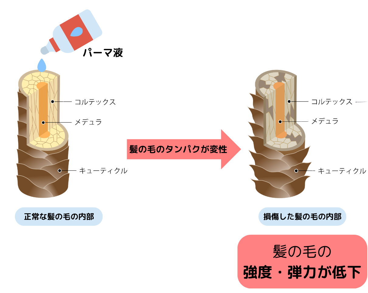 パーマによる毛髪へのダメージ