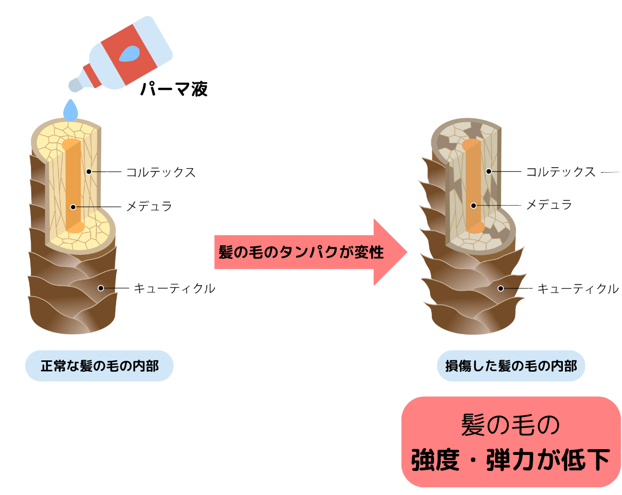 パーマでハゲるのは嘘？