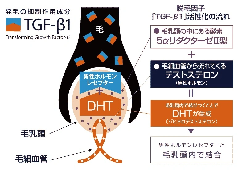 AGAはなぜ治らない？原因と本当に治らないのか医師が解説