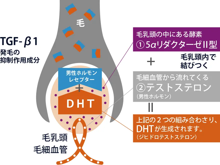 AGAとは？薄毛になる理由と改善方法を解説