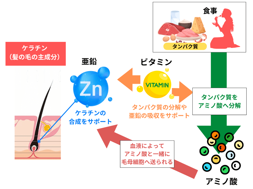 タンパク質・アミノ酸(ケラチン)